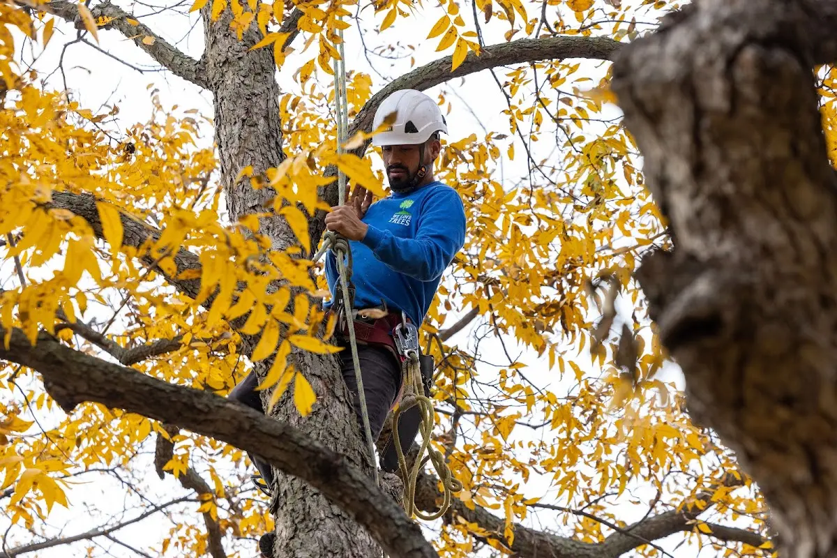 Skilled Storm Damage Cleanup crew working in Denver